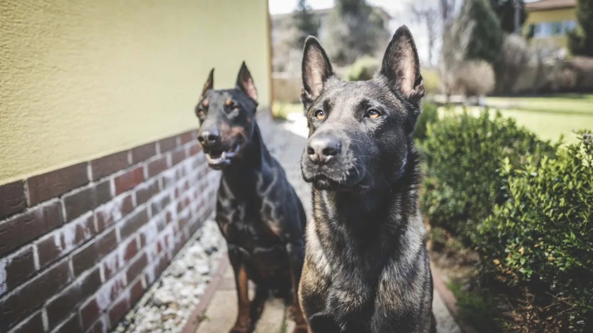 Narkotik Köpeği Amiral Üzerine Saldırdı: Cebindeki Gizem Ne?
