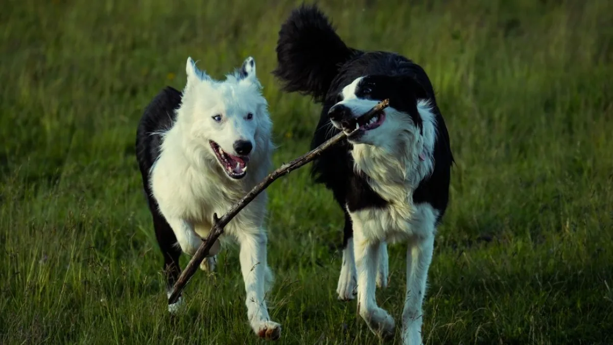 Köpeklerin Davranışlarını Gözlemlemek İçin Folyoya Başvuruldu